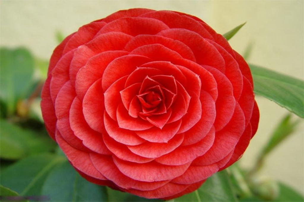گل رز | گل سرخ | تکثیر گل رز | قلمه گل رز | عکس گل سرخ