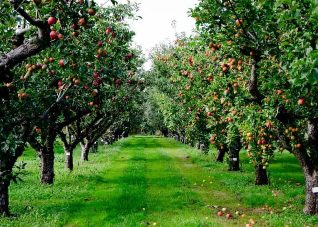 ردیف درختان سیب در یک باغ