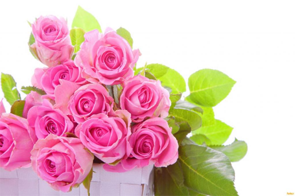 گل رز | گل سرخ | تکثیر گل رز | قلمه گل رز |  گل رُز دو رگه ویرژو(virgo )