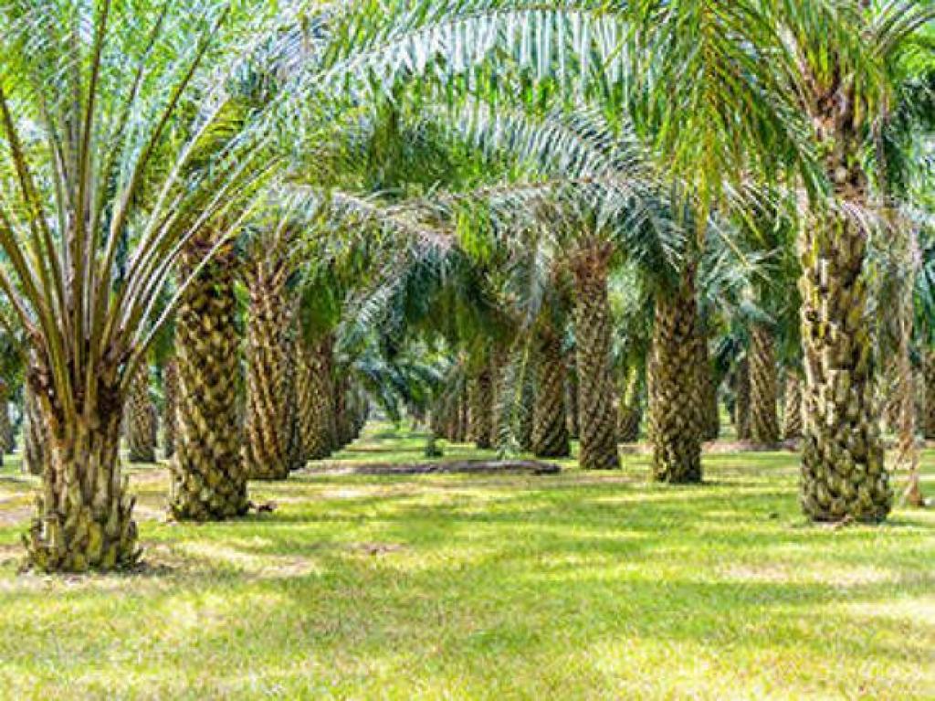 وضعیت خرما درایران