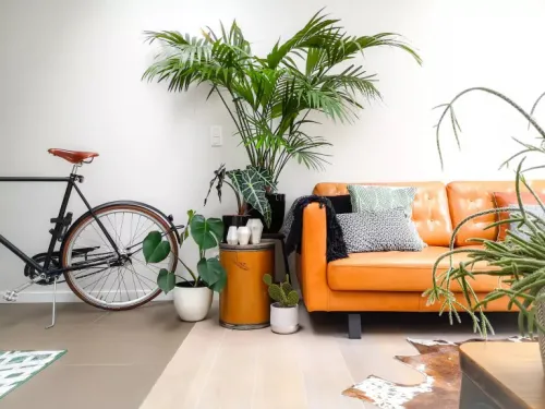 بهترین گیاهان آپارتمانی