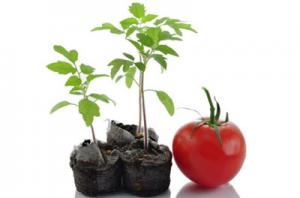 پرورش گوجه فرنگی در خانه