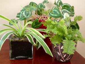 انواع گیاهان خانگی