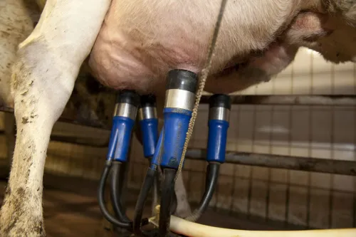 چرا سرویس و نگهداری شیردوش گاو مهم است؟